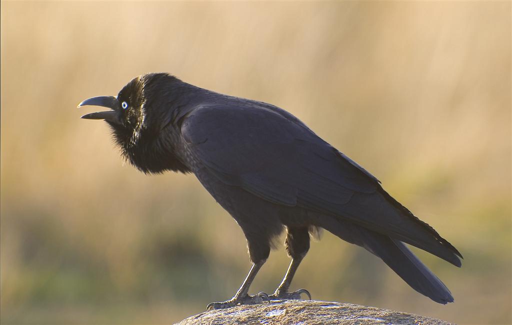 Birds in Tasmania Forest Raven
